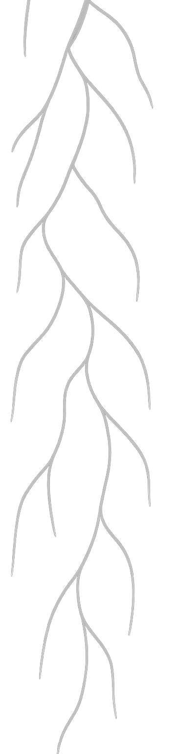 Left Root